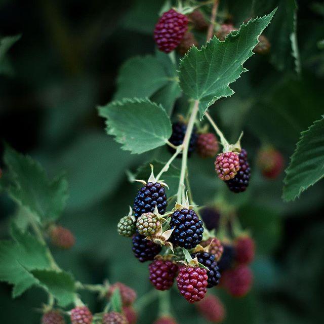 Sun-Kissed Gems: Local Berry Harvest Collection