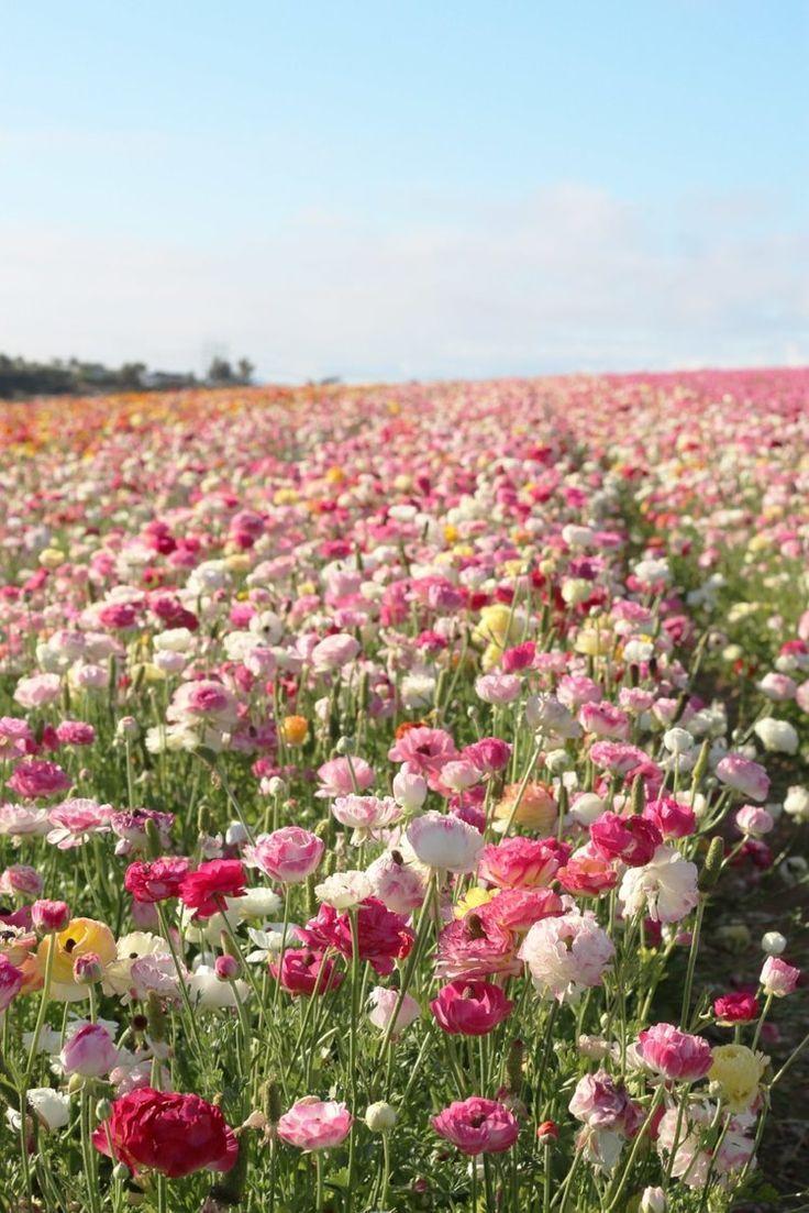 Enchanted Meadow Blooms Symphony
